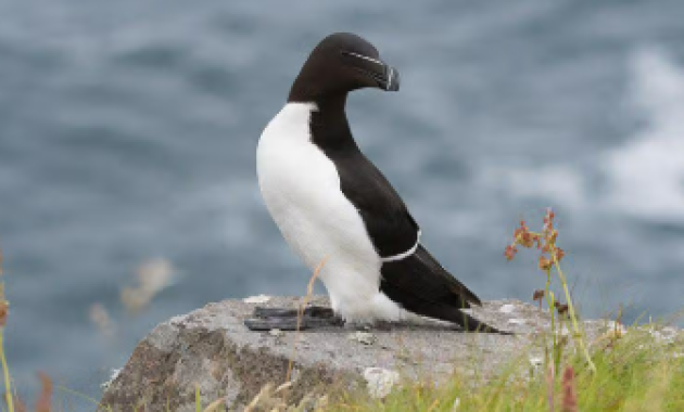 Les oiseaux marins Alkidae originaires du nord ressemblent à des pingouins.