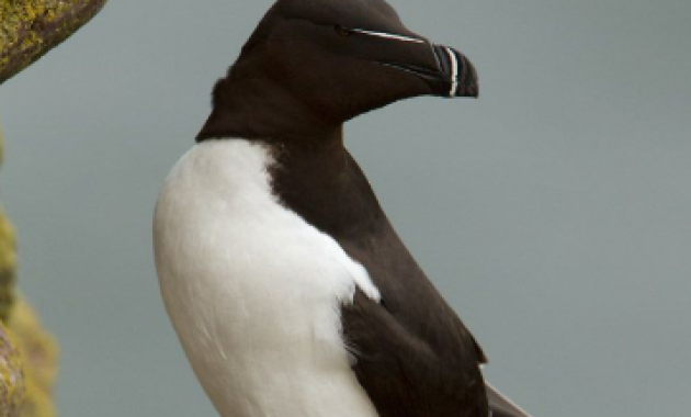 Le Razorbill de l’Atlantique Nord, qui ressemble au pingouin